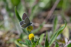 David Plant Photography - Wildlife Photography - Small blue - F